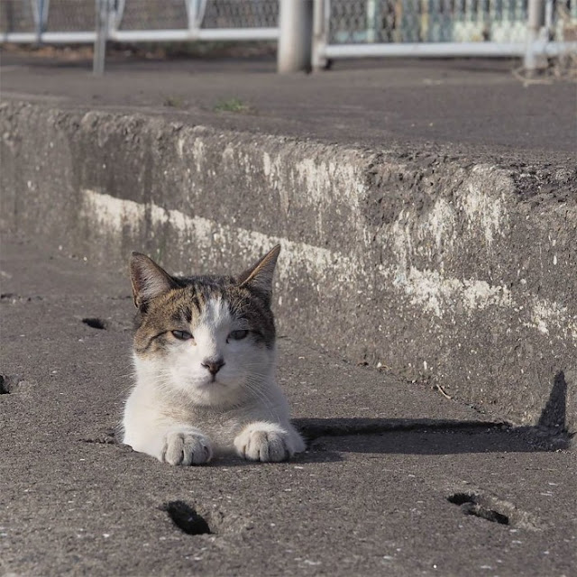 Japanese Photographer Captures Innocent Stray Cats Having Fun