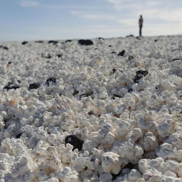 شاطئ الفشار شاطئ الفشار