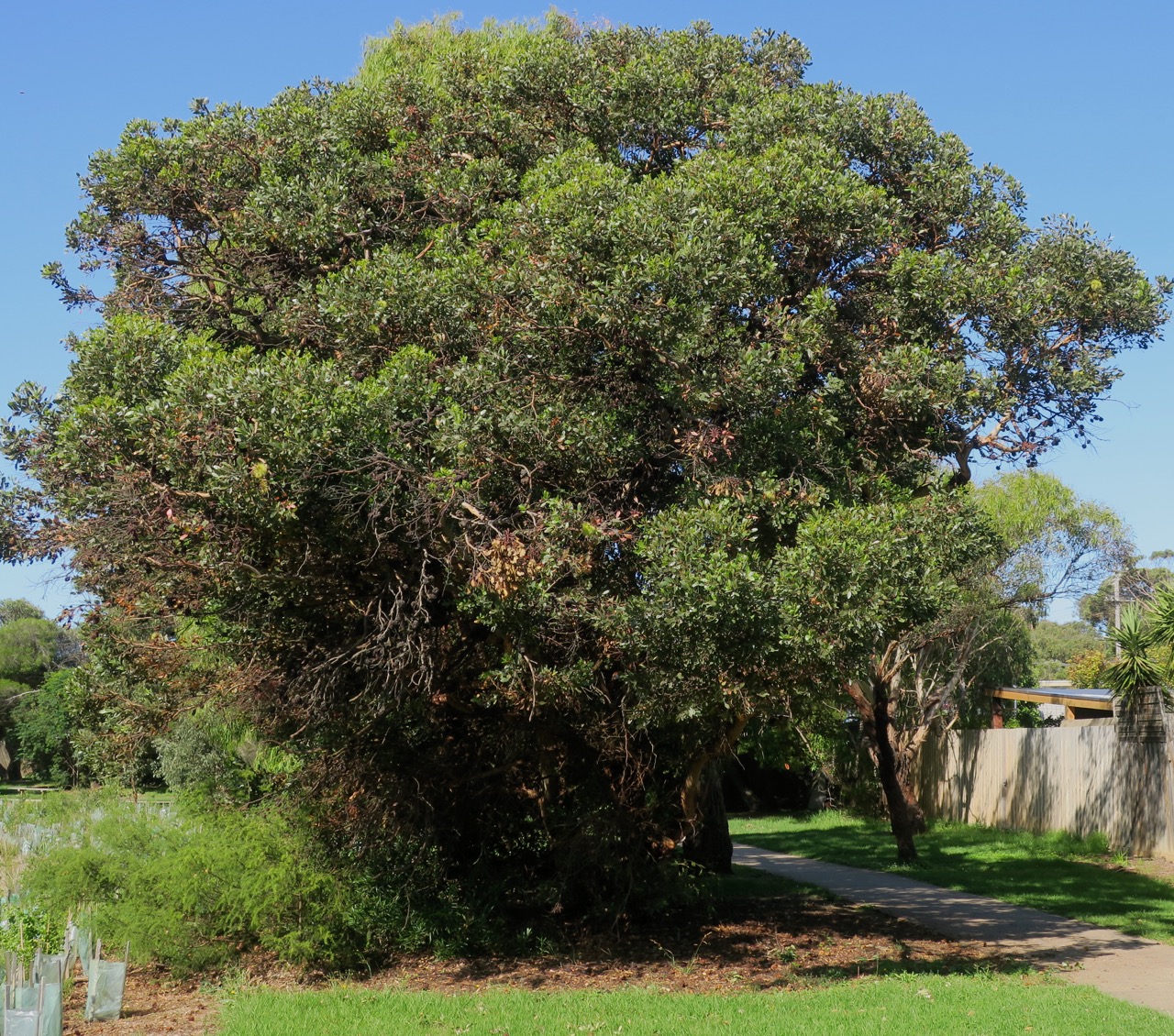 ROADSIDE IKEBANA BUSHY YATE