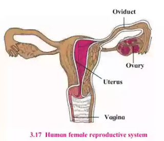 Human female reproductive system Human female reproductive system
