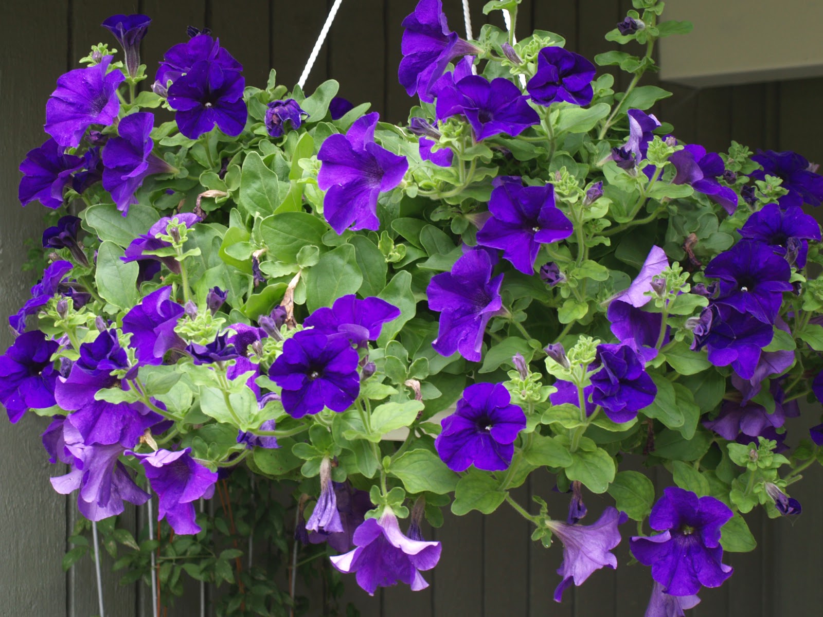 Petunia plant care and culture Travaldo�s blog