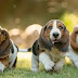 12 Reasons to Choose a Basset Hound