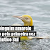 Raro pinguim amarelo é visto pela primeira vez no Atlântico Sul