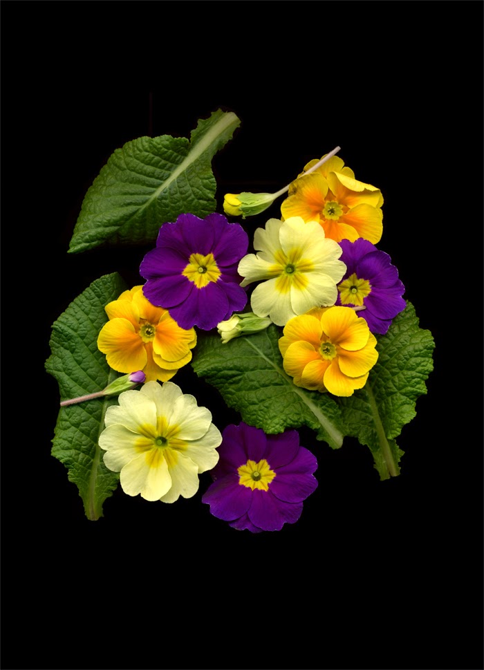 Unit 3 - Ideas and Concepts in Art and Design: Scanography