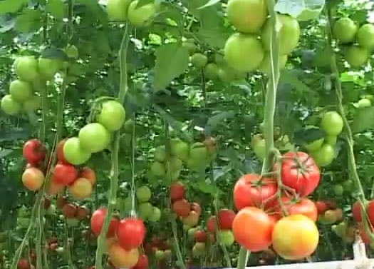 img src budidaya tomat dalam polybag