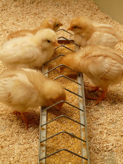 Newly hatched chicks kept in dry, healthy, airy and comfy environment