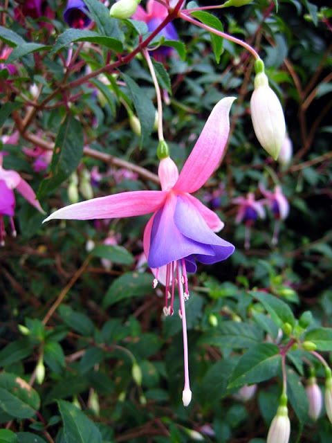 Fuchsia Flower