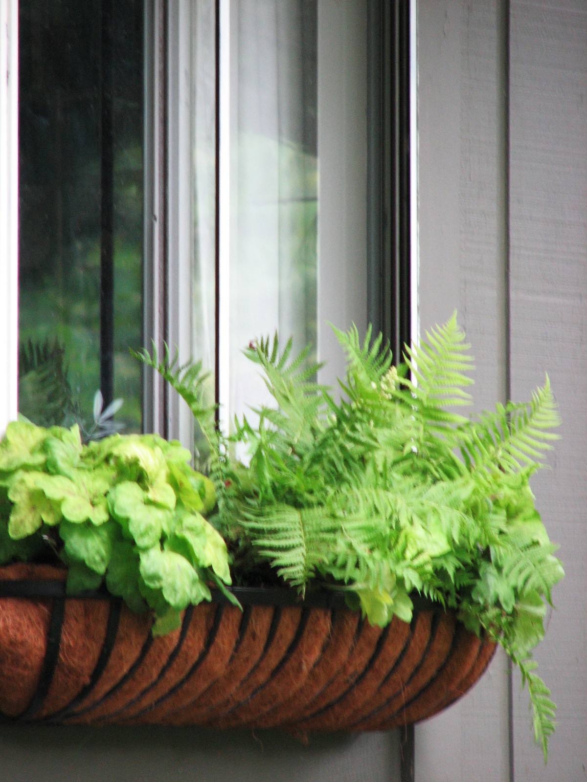 Pure Style Home Fern Window Boxes