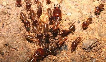 Persenjataan Rayap Re Tawon