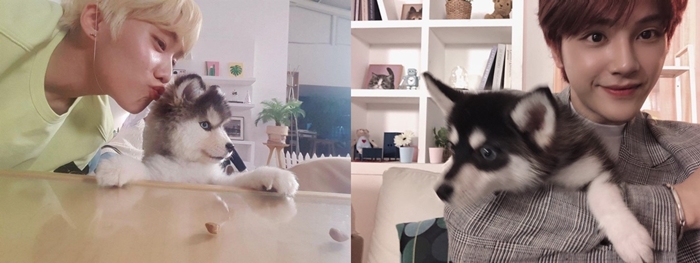 어제자 댕댕이랑 만난 인간 댕댕이 남돌 | 인스티즈