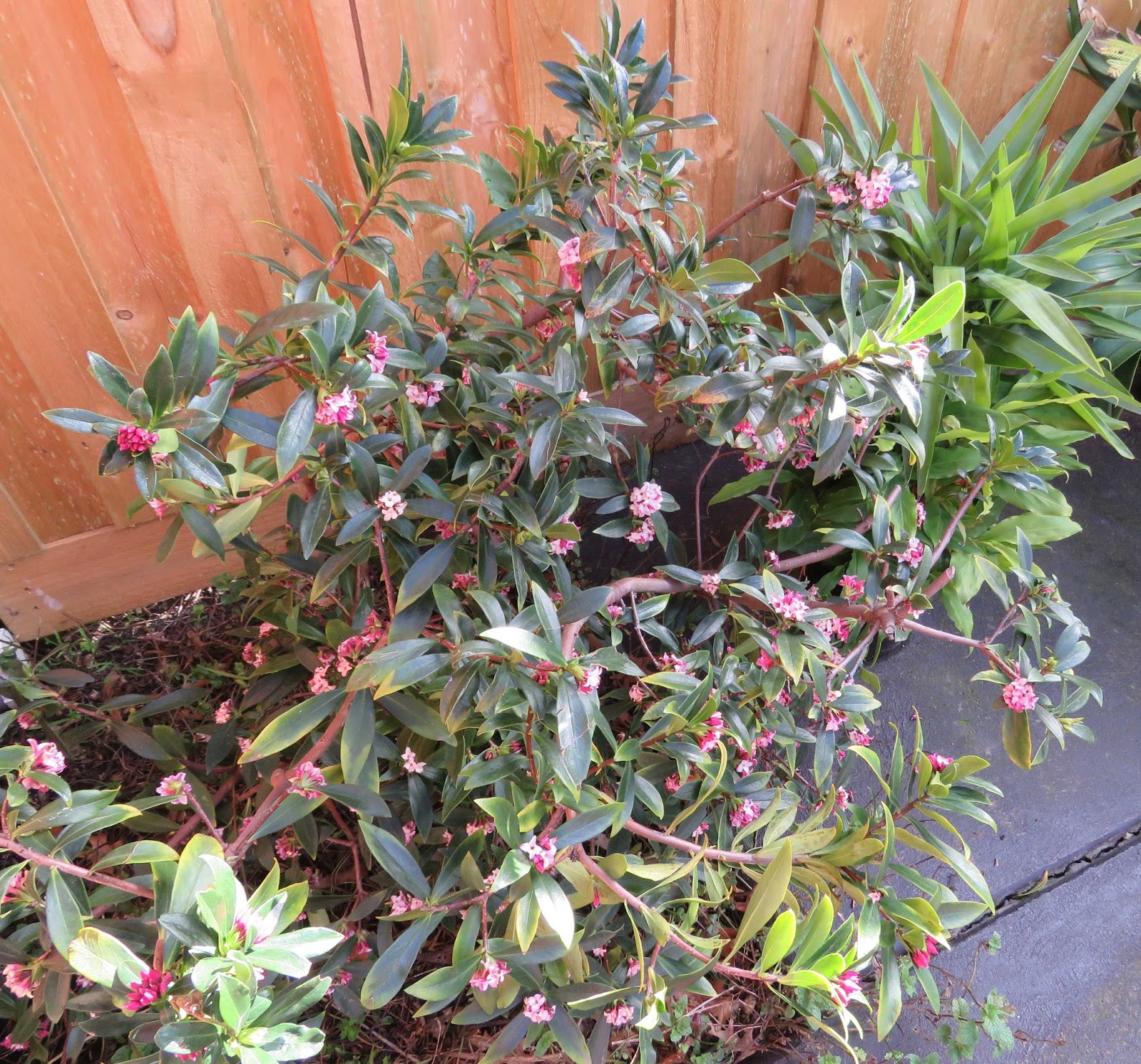 How To Grow Daphne Bholua Jacqueline Postill The Garden Of Eaden