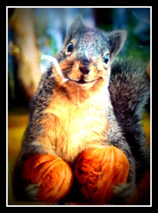 basil s blog the purrsday paw are mew nutz