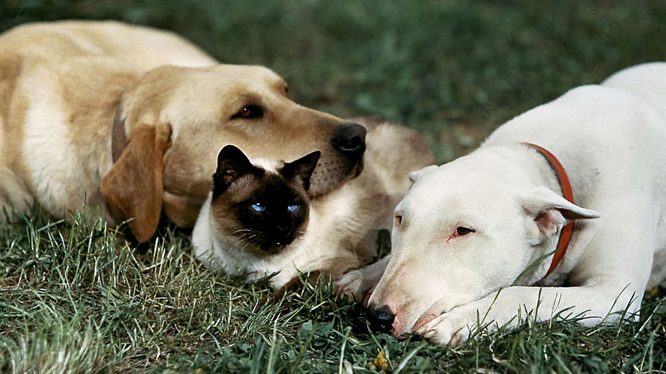 View from the Birdhouse: Dear Abby - Favorite Dog Movies: The