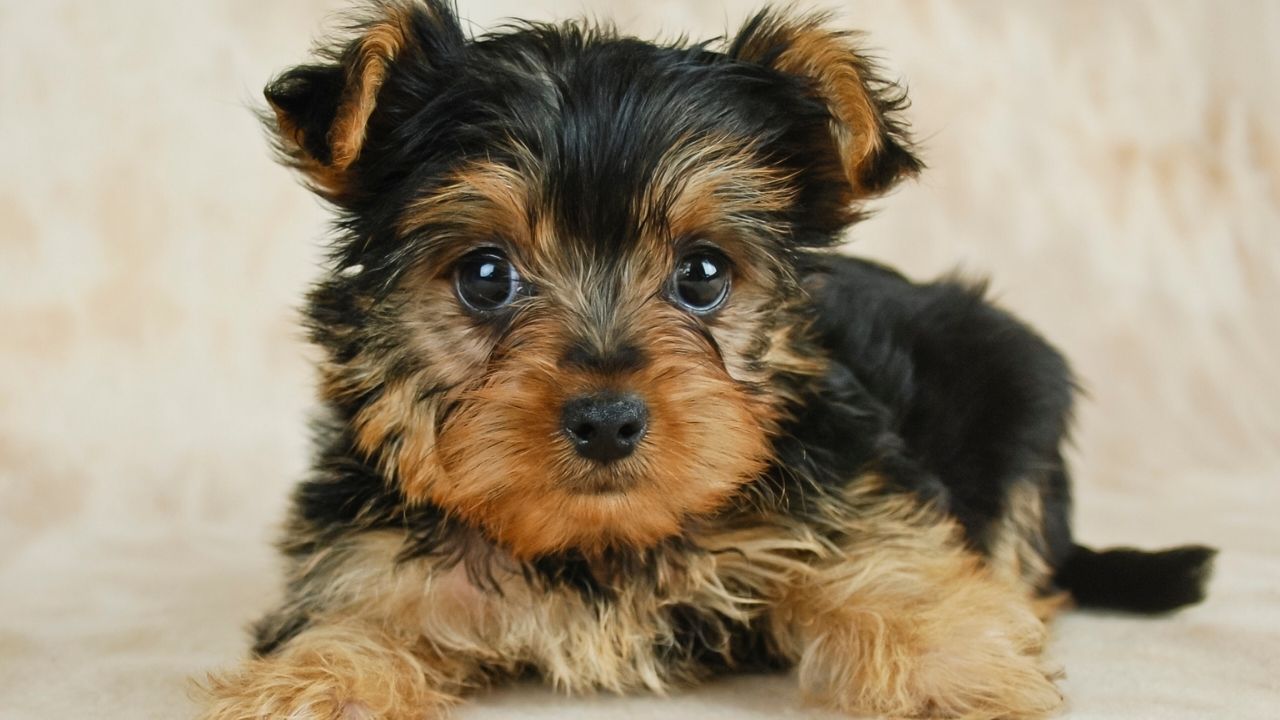 How Long Do Yorkies Stay in Heat?