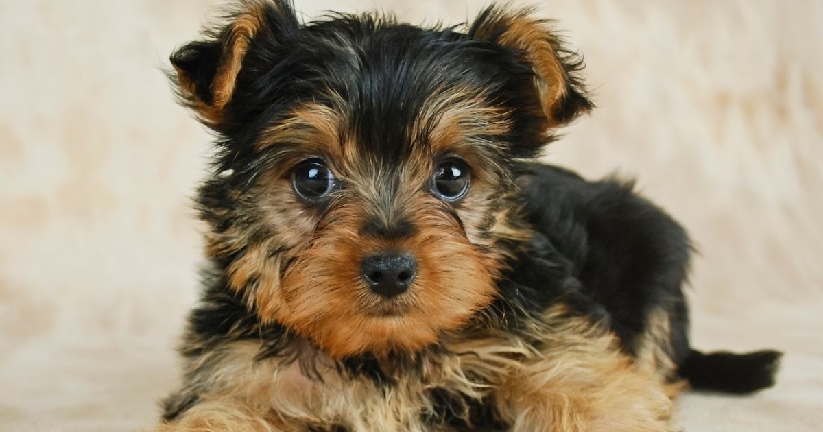 How Long Do Yorkies Stay in Heat?