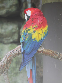 Macaw + Grayscale; Mode Addition; Opacity 50%