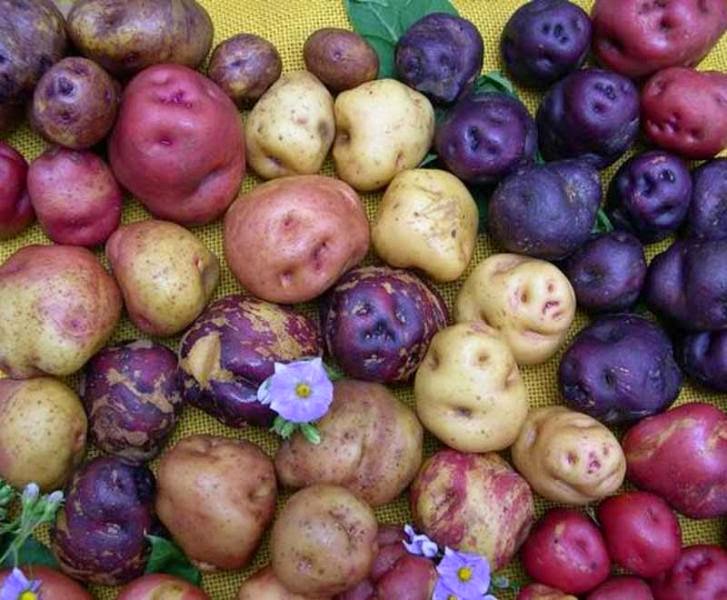 La cocina y ¿los animales..? La