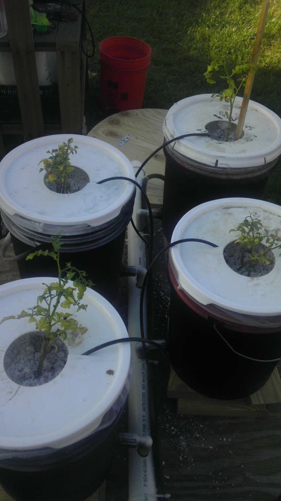 Modern Day Redneck Dutch Bucket Hydroponics System