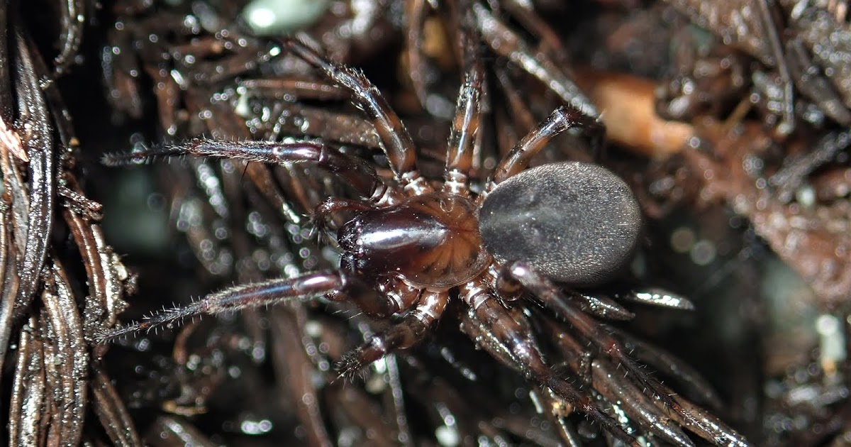 細蟹屋 ヤマガタナミハグモ