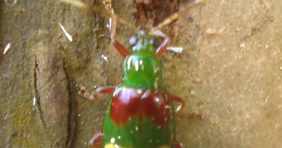 Insetologia Identificação de insetos Besouro Diabrotica no Rio