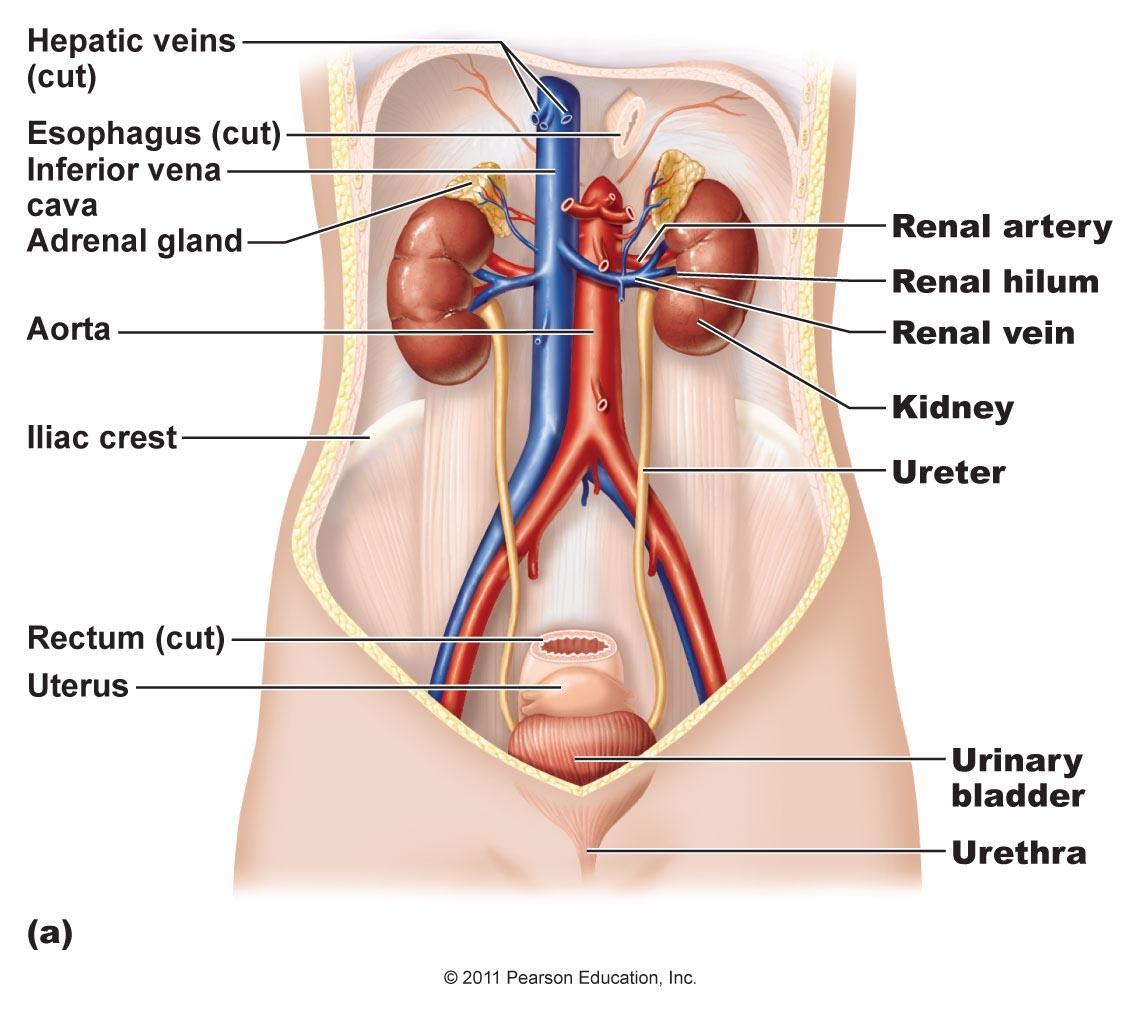 Последовательность органов мочевой системы. Мочеиспускательная система человека. Мочевая система человека. Мочевыделительная система человека органы. Мочевые органы анатомия.
