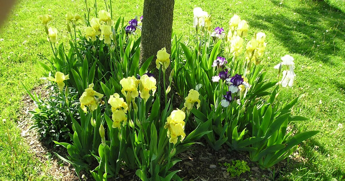 Home And Garden : Flowers in the base of trees-flowers around trees