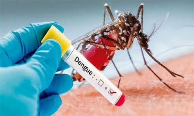 ناقل حمى الدنج بعوضة الزاعجة المصرية - أيدس إيجبتاي Aedes aegypti