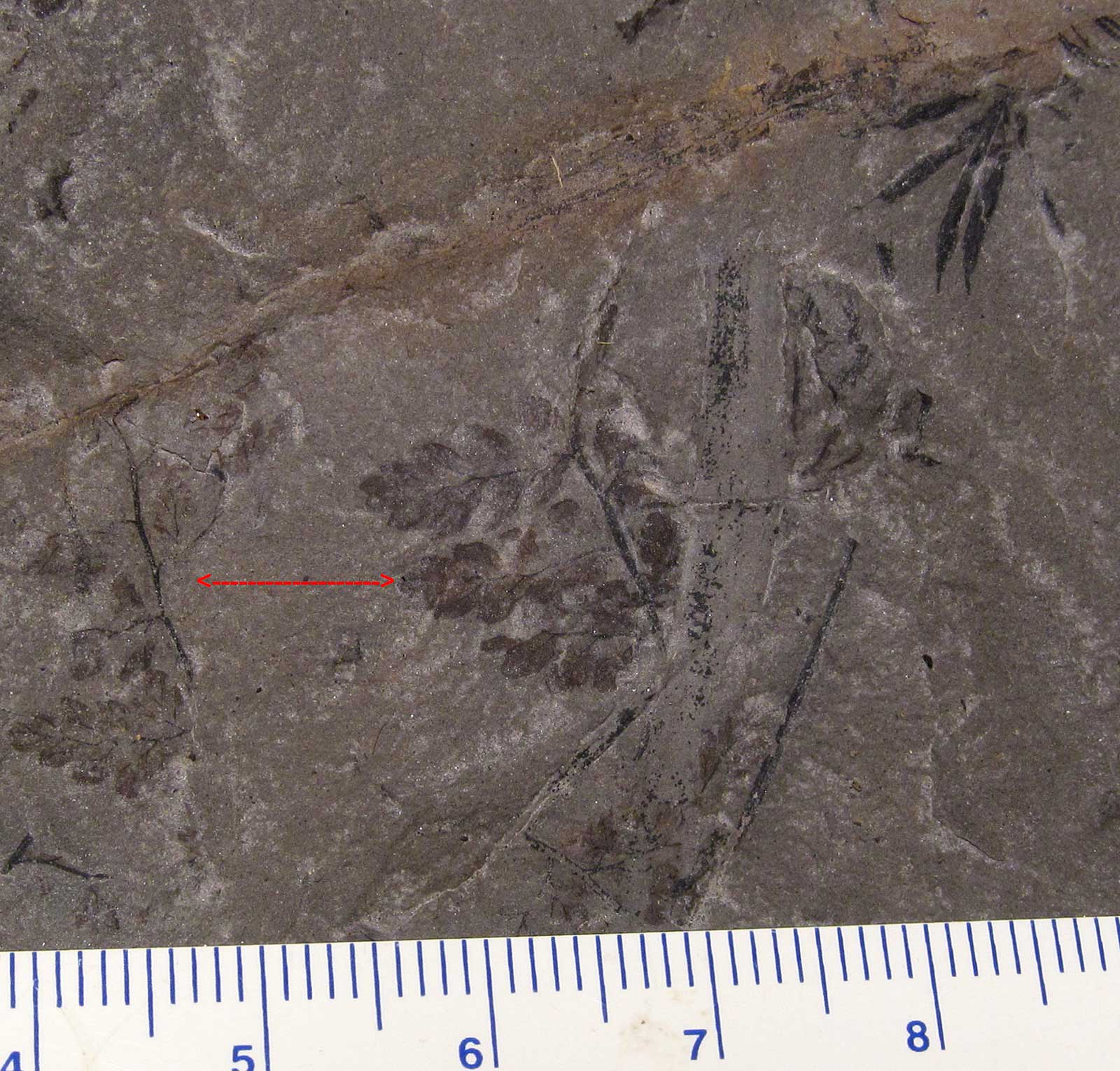 Louisville Fossils and Beyond Neuropteris Plant Fossil from Kentucky