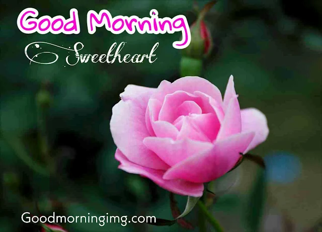 Good Morning Images With Pink Rose Flower