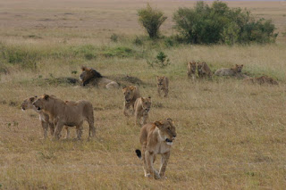 Masai Mara'da bir aslan gururu.