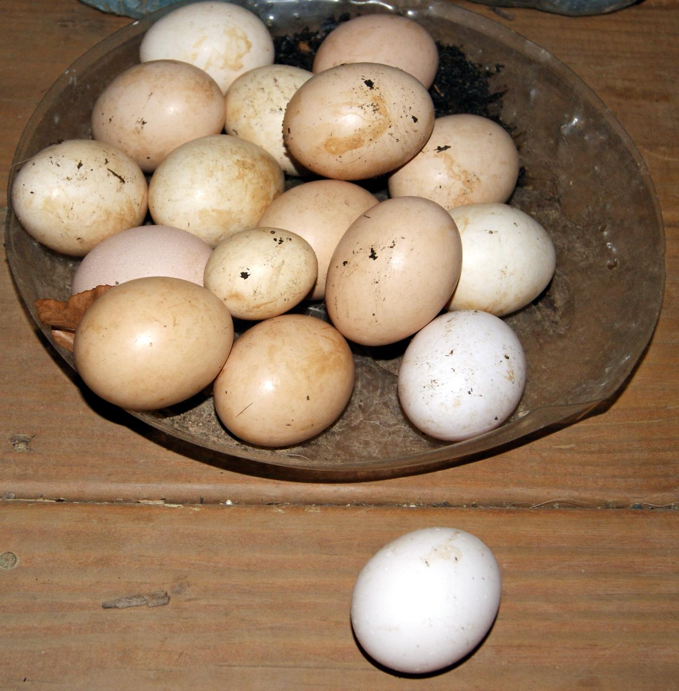 Case of the Missing Eggs
