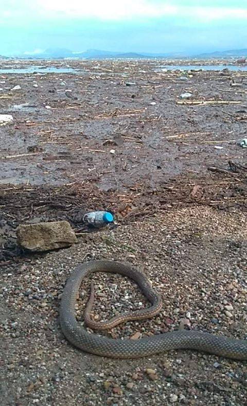 Φίδια σε παραλίες