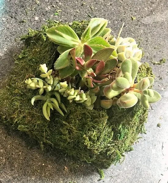 Moss covered succulent planter pocket