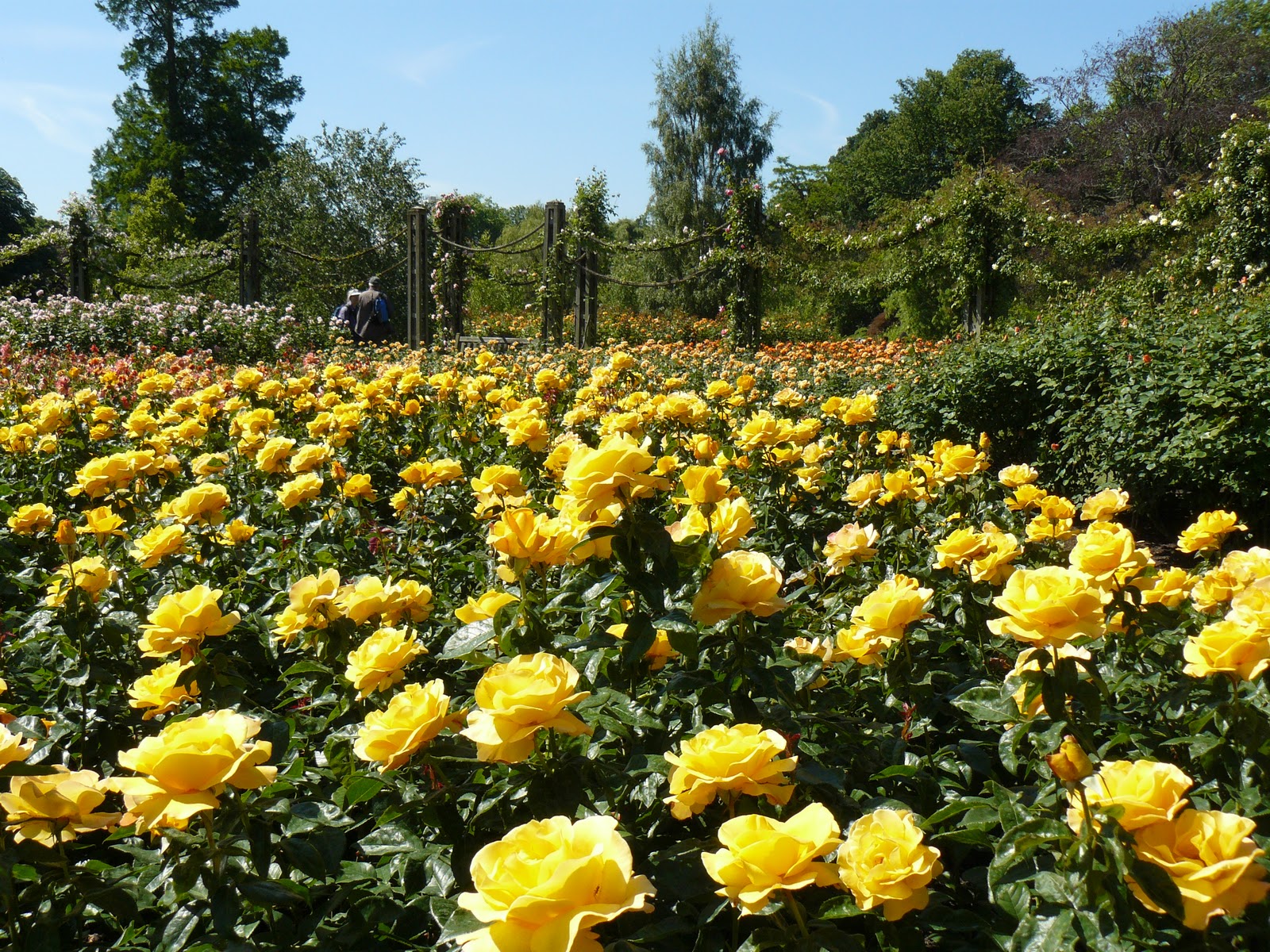 ALL THINGS GARDEN Queen Mary's Garden, Regents Park, Londonas