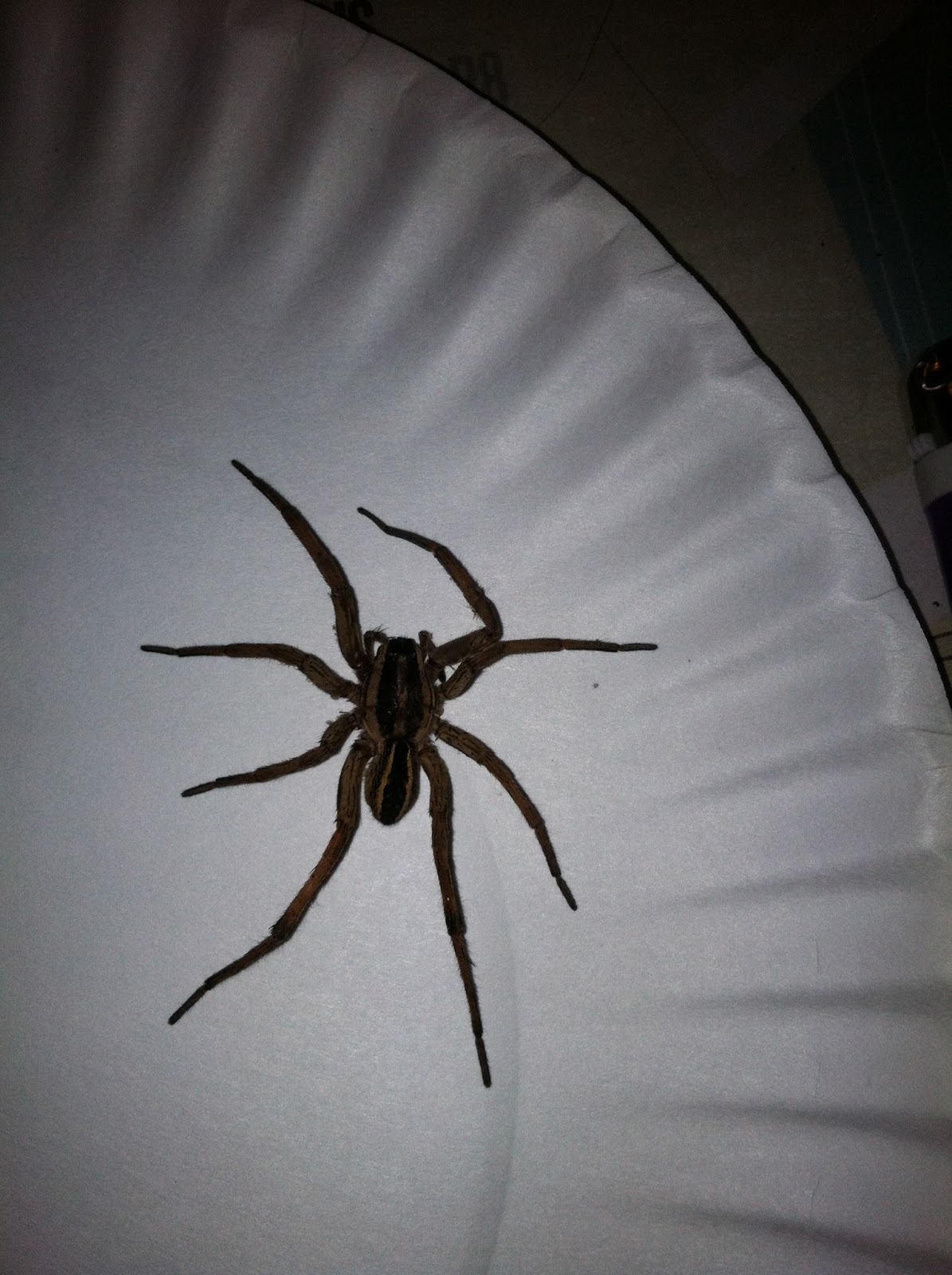 peace love linds GIANT WOLF SPIDER