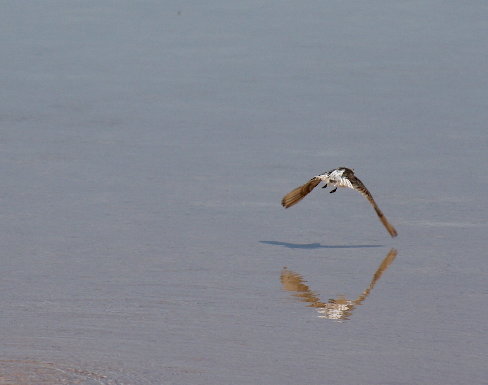 Reflejo.jpg