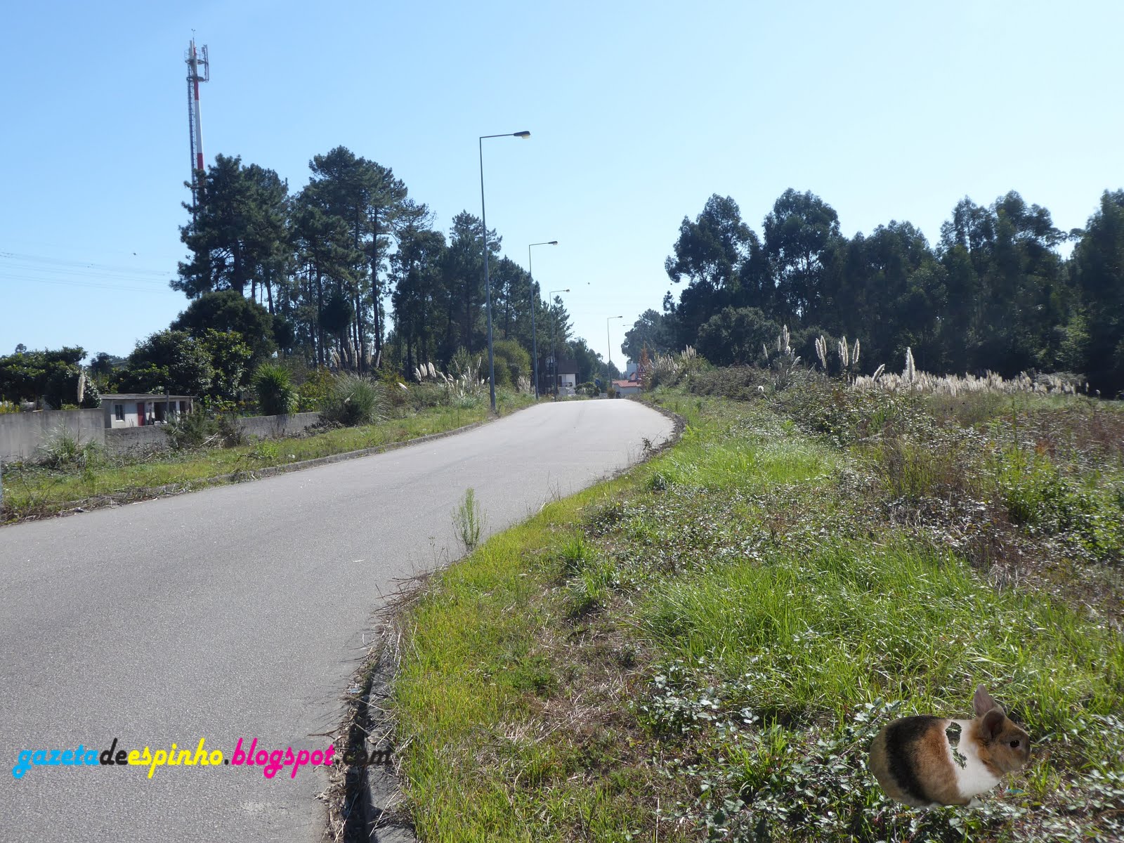 Gazeta de Espinho Morador de Idanha reclama passeios na Rua de S. Vicente