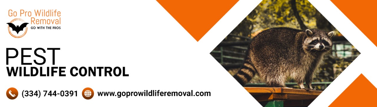 Go pro wildlife removal: How Pest Wildlife Control Can Remove Pests