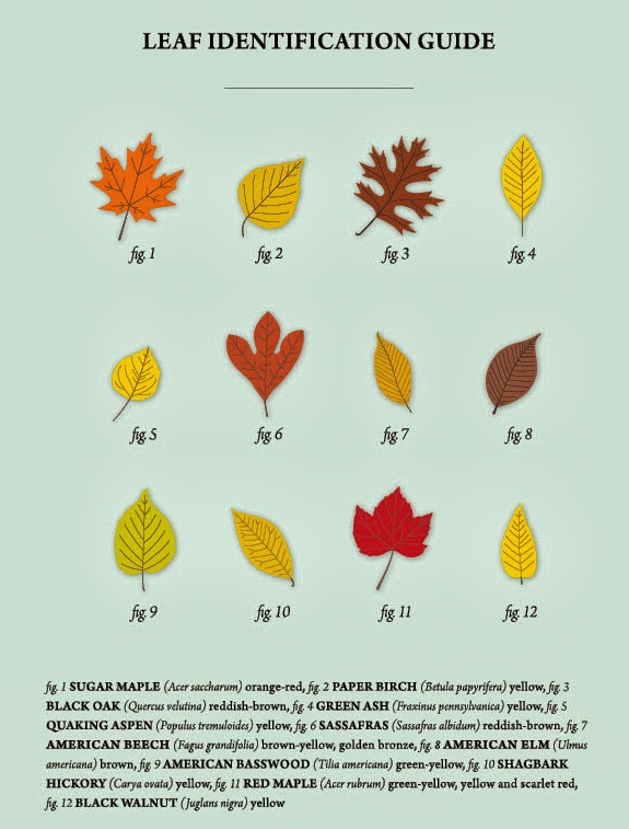 Chart Of Leaves With Names