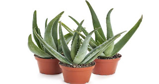 Aloe Vera Bitkisi Faydaları ve Kullanımı