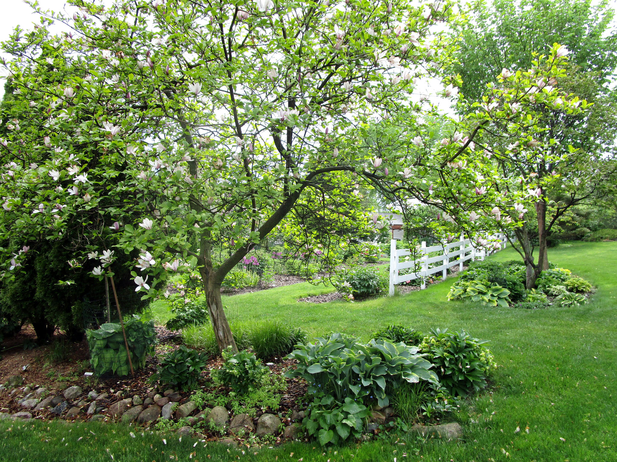Garden Fancy My Visit to a Beautiful Garden of Saunders Peonies