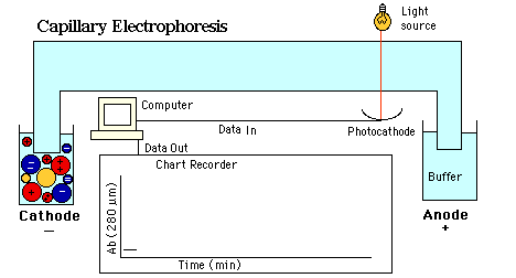 Ω Apa Pengertian & Manfaat Elektroforesis Kapiler? ≫ Sains!
