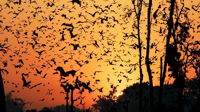 World’s biggest mammal migration under threat