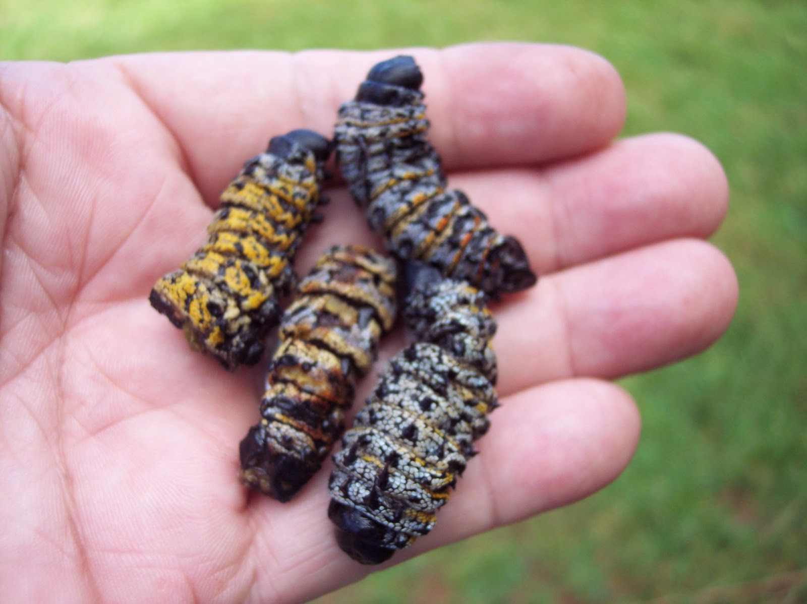 Sorry for that! Anyone for worms?