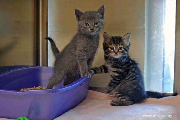 The Teacher S Pets 4 Reasons Why Your Cats Won T Use Their Litter Box