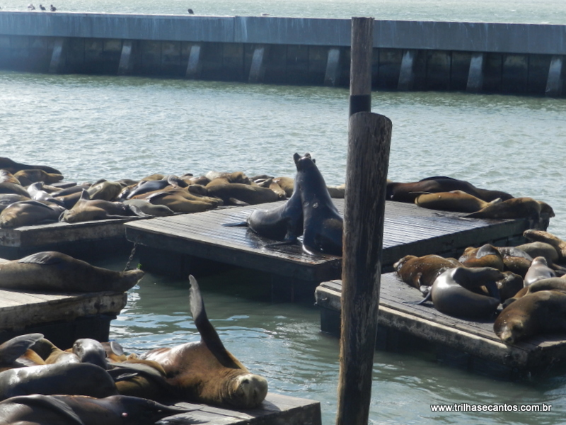 Pier 39 - Wikipedia