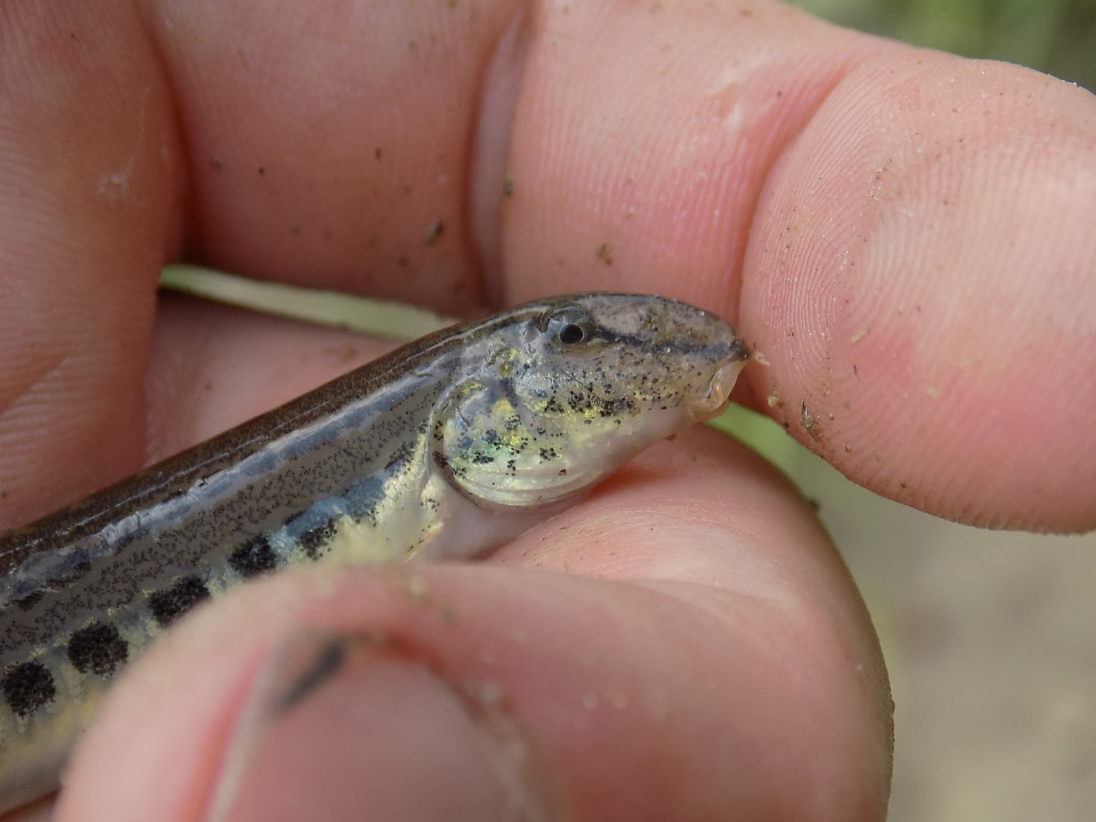 weather-loach.jpg