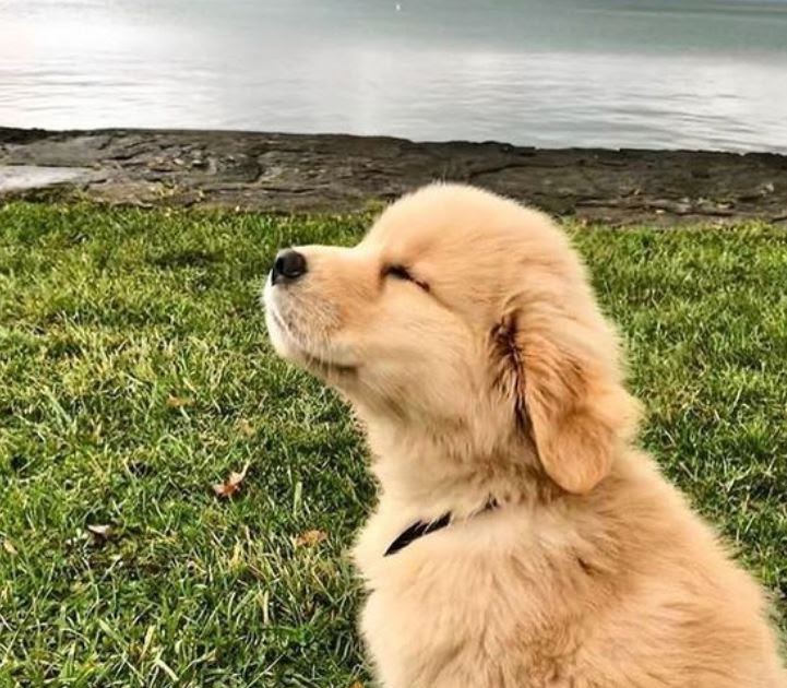 7 Unglaublich süße Golden Retriever sollen Ihren Tag glücklich machen