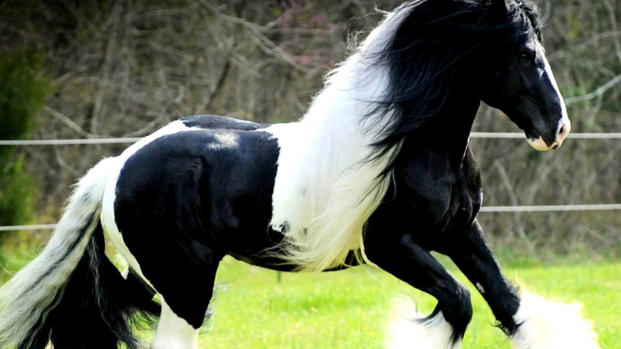 Black And White Pinto Horse Horse Choices