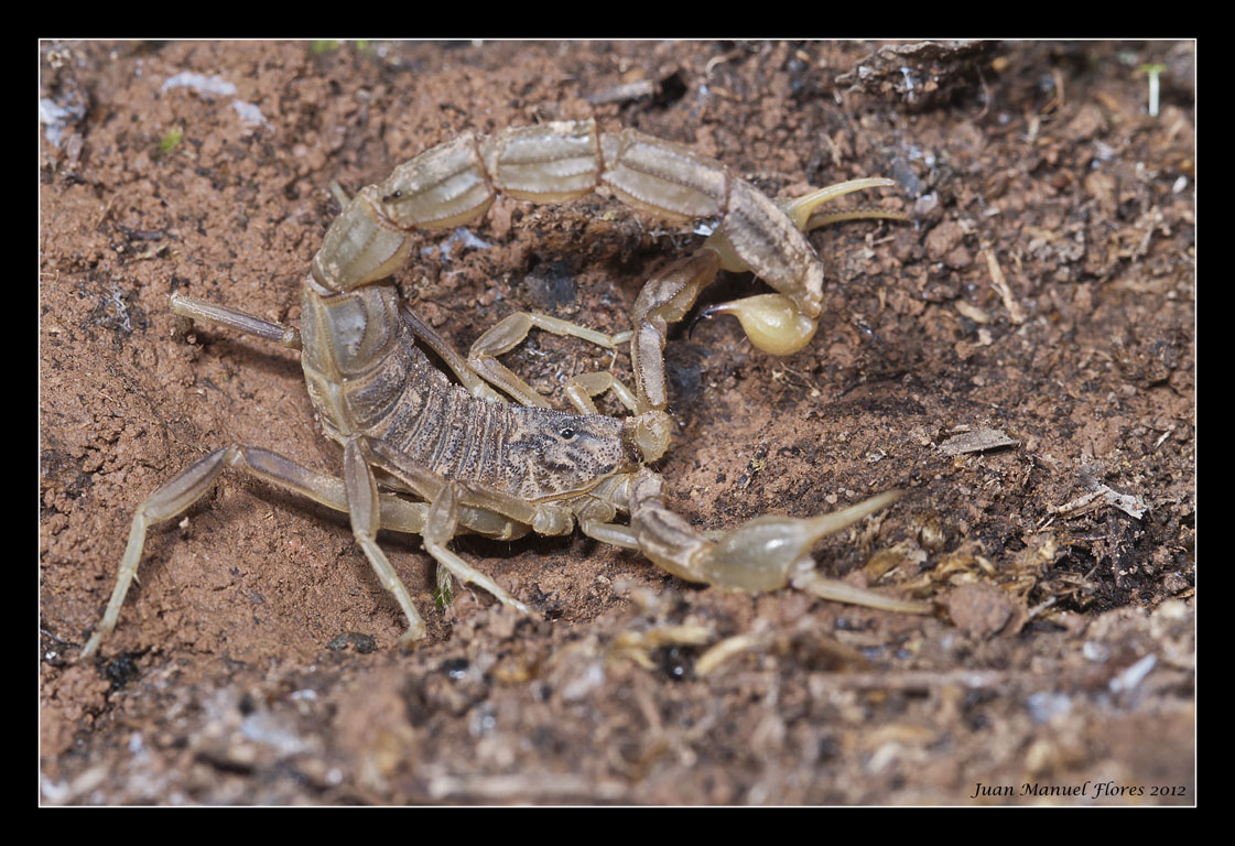 Fotografia, naturaleza y más.: ALACRAN